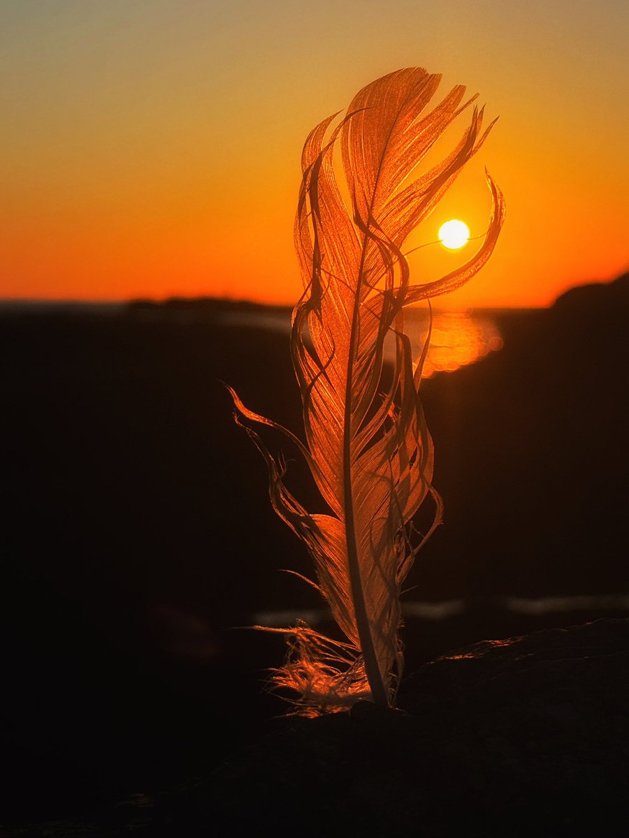 🇨🇦 tweet media