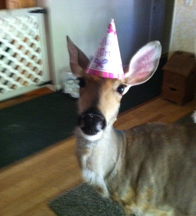 fawn tweet media