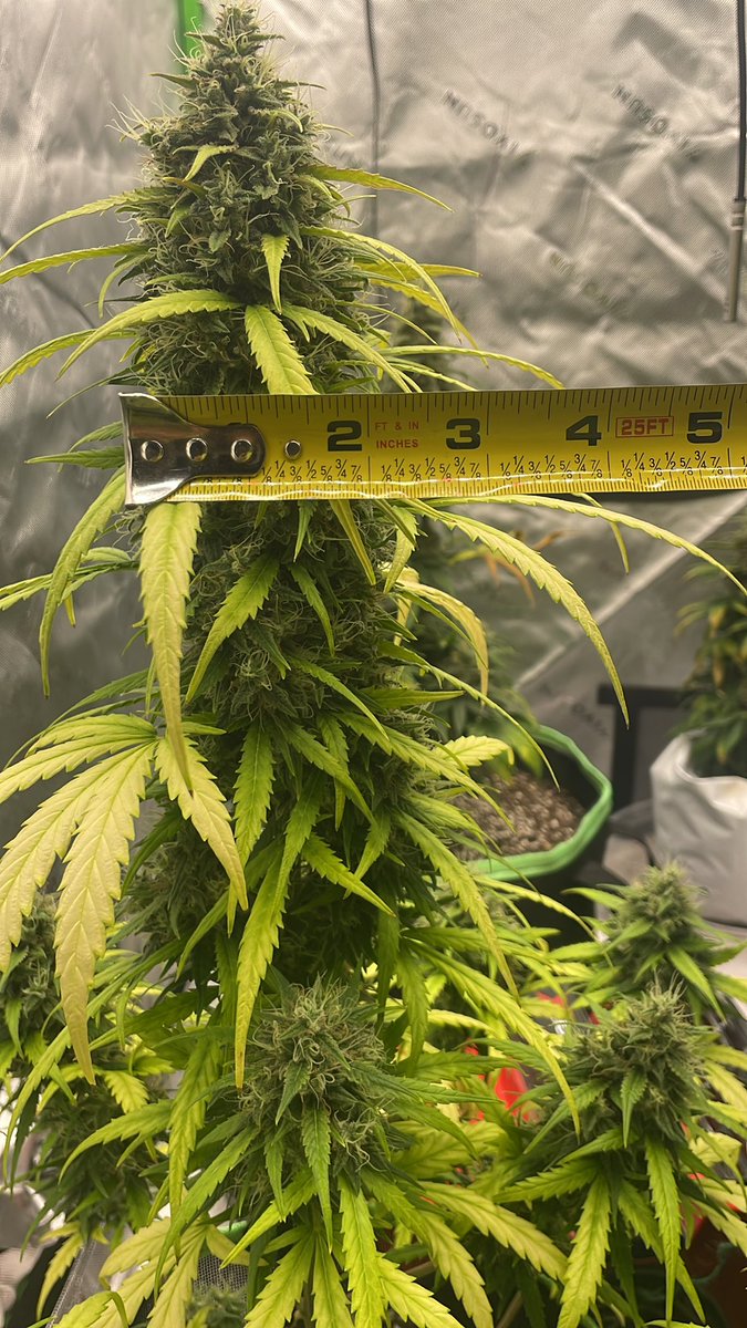 It has been official on Day 75 that the Super Lemon Skunk has been my tallest and chunkiest sativa auto yet. I got the seeds from <a href="/premiumcultivar/">Premium Cultivars</a> and are pleased so far. Hopeful to finish around day 85-88 but I see her going 90+ until chop 🪓 Just under 25 inches and a nice 2