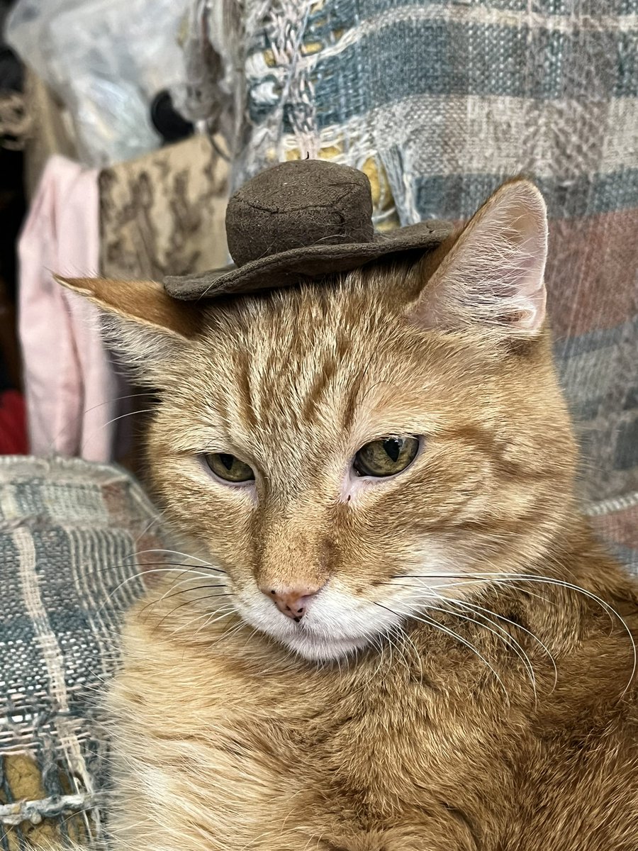 Orange Dad 🍊 tweet media