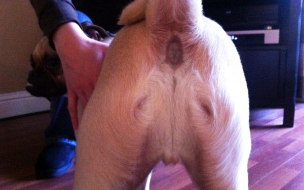 Alexandre tweet media