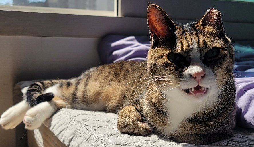 멱살잽이 tweet media