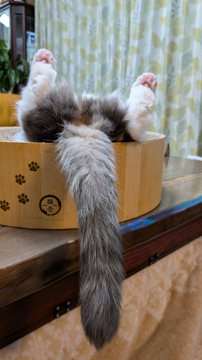 小次郎➡️ゆず丸 tweet media