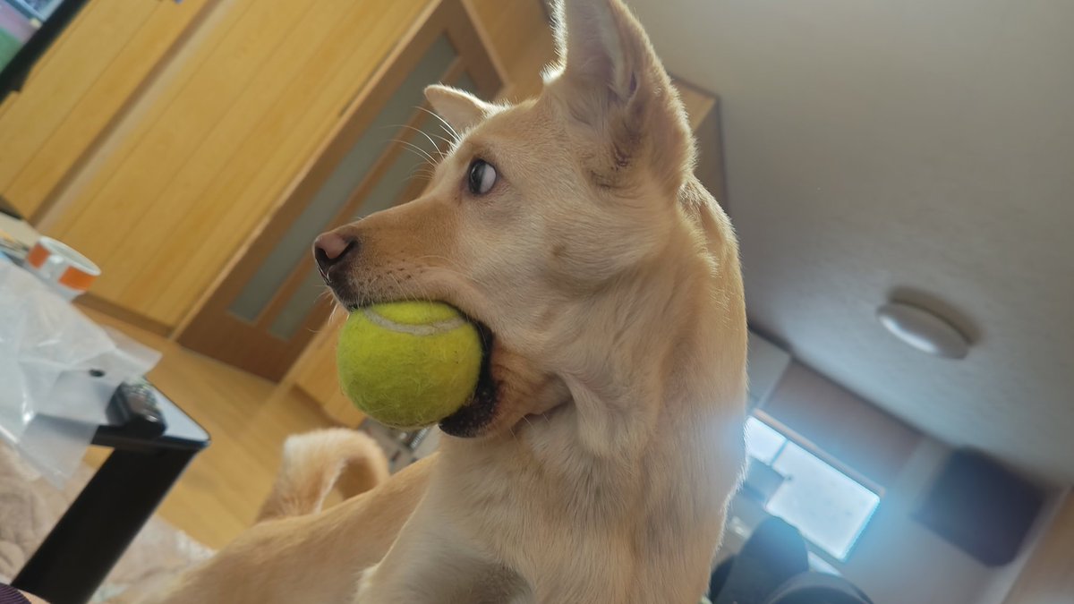 おはようございます！
今日は雨☔
納車と販売準備で忙しいが犬店長がかまってくれとおもちゃ持って来る🐕
さぁ本日部品届くかな？