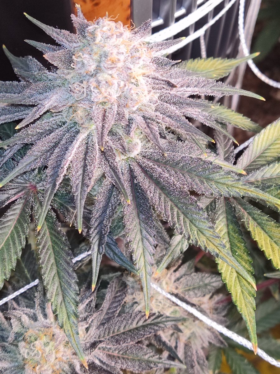 allbuck_$$$ tweet media