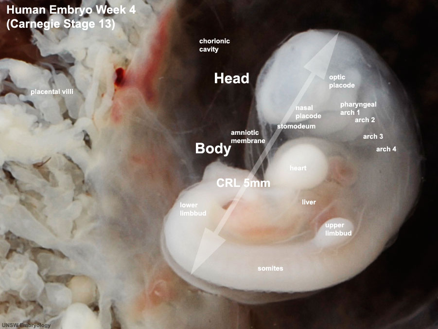 𝚌𝚕𝚞𝚖𝚙 𝚘𝚏 𝚌𝚎𝚕𝚕𝚜 tweet media