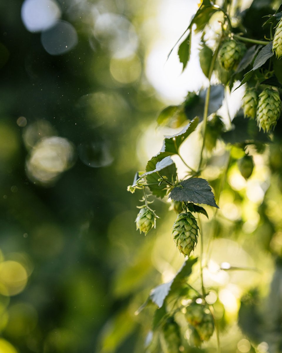 Firestone Walker tweet media
