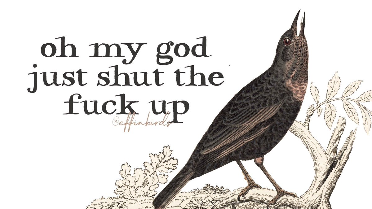 Effin' Birds tweet media