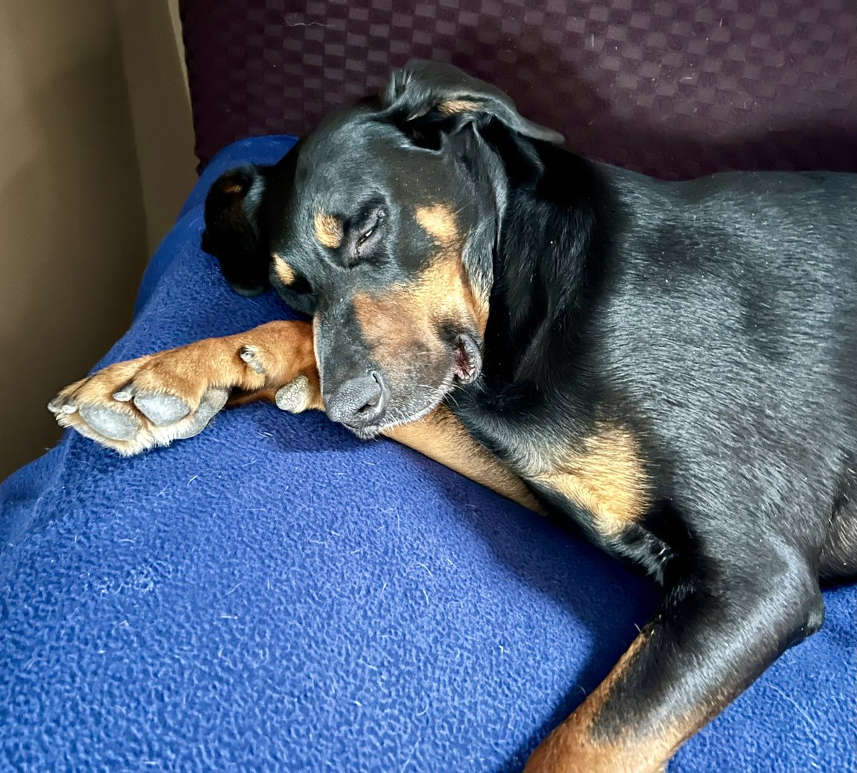 Bella 🌸🕊💕 tweet media