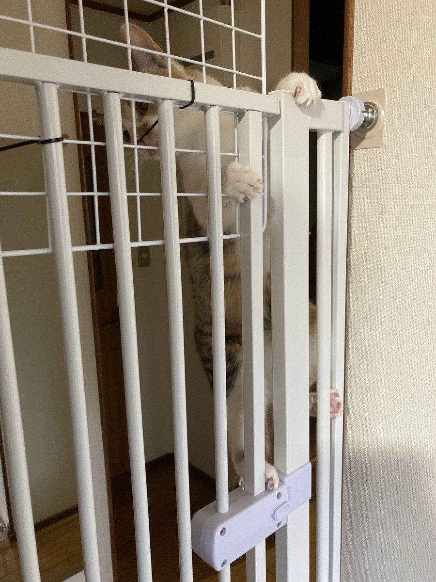 まねきねこ tweet media