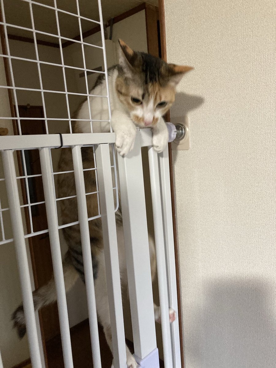 まねきねこ tweet media