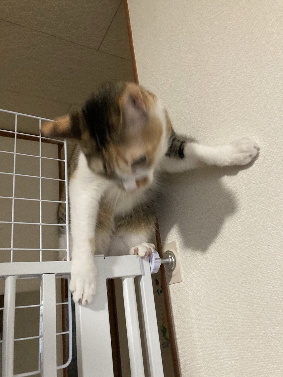 まねきねこ tweet media