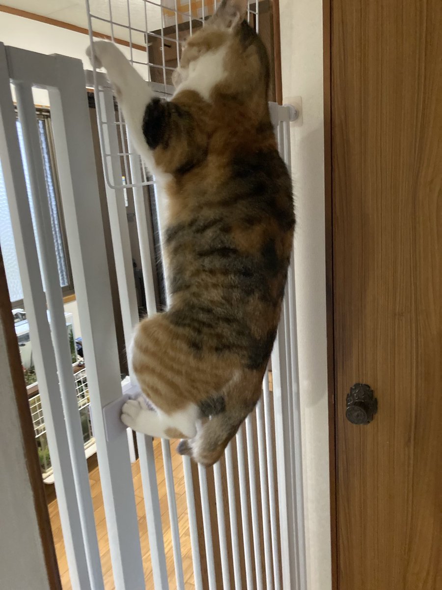 まねきねこ tweet media