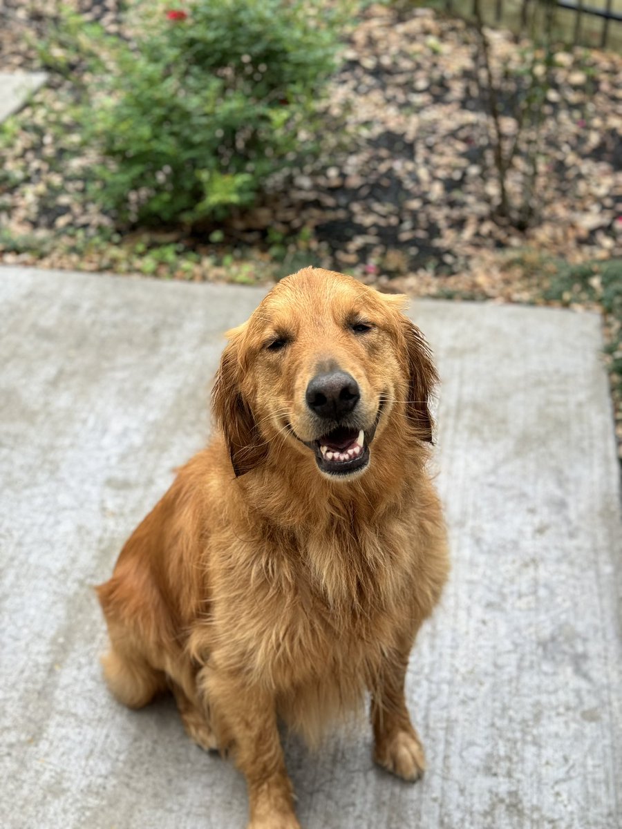 longhorn fan tweet media