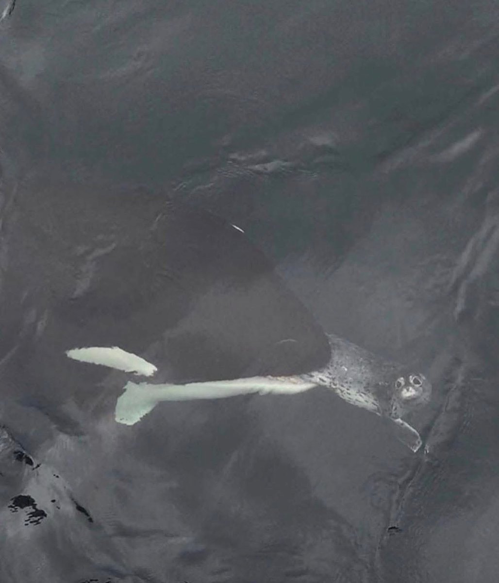 El Señor De Los Memes tweet media