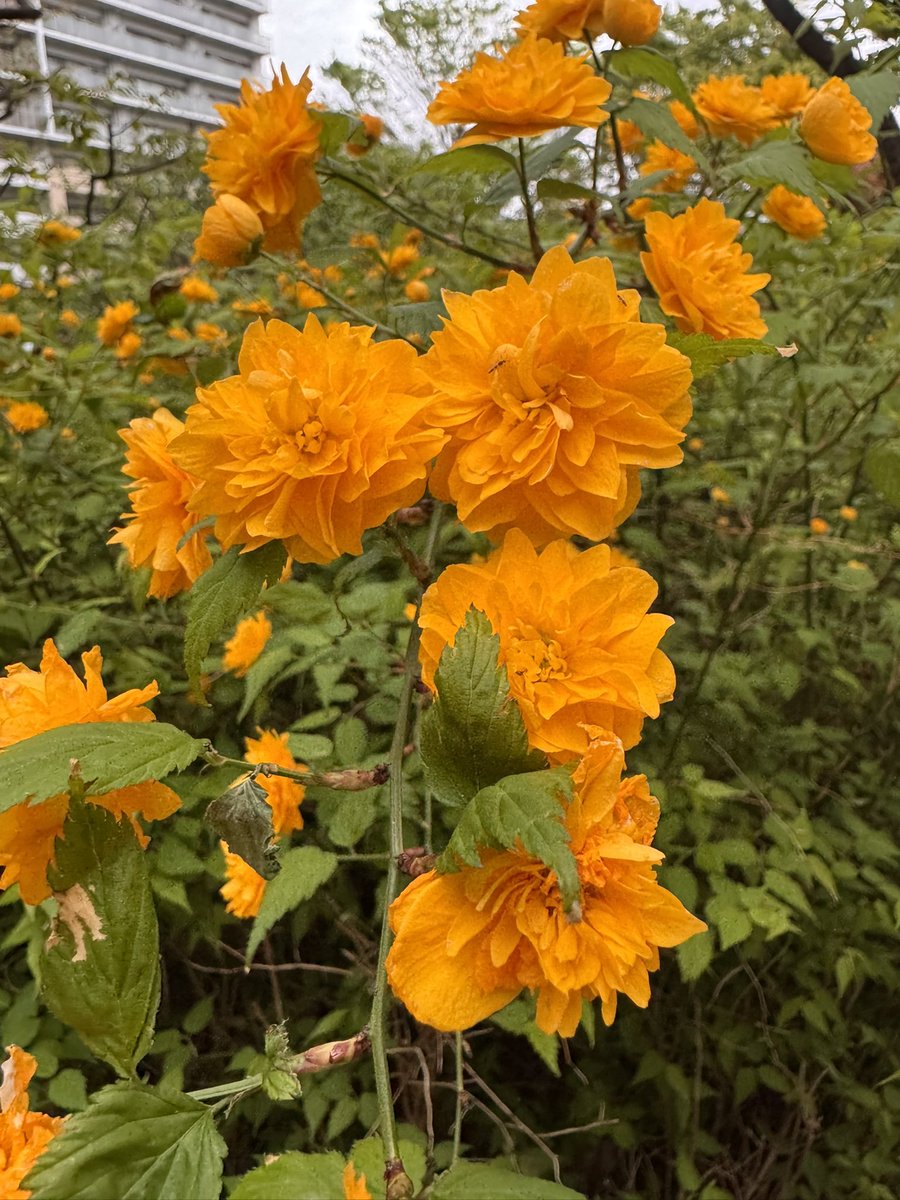 桜小路 tweet media