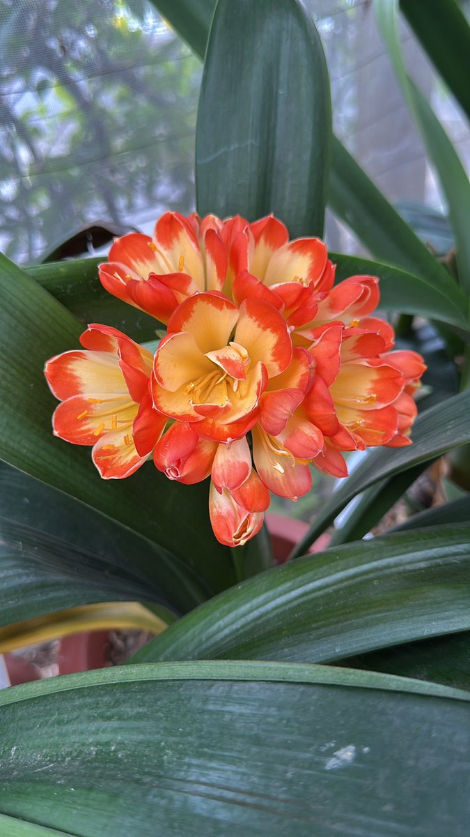 pikachu555 tweet media