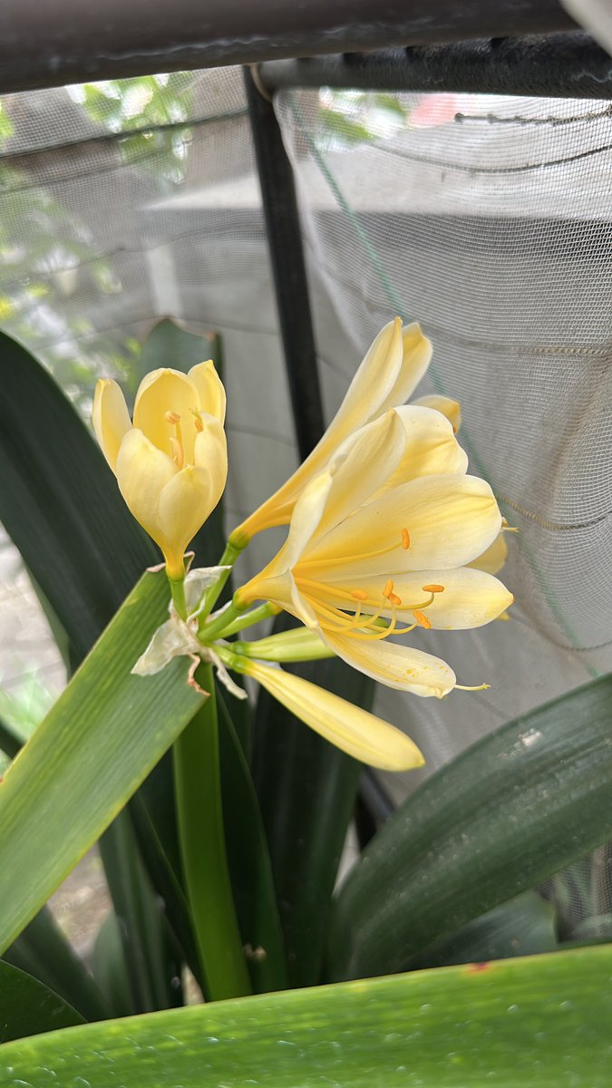 pikachu555 tweet media