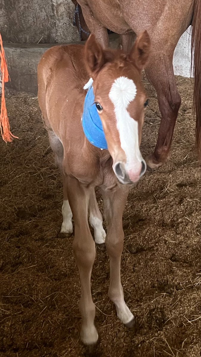 El terror constante de no ser suficiente en mi carrera, no por mi, sino que no me puedo permitir eso por ellos