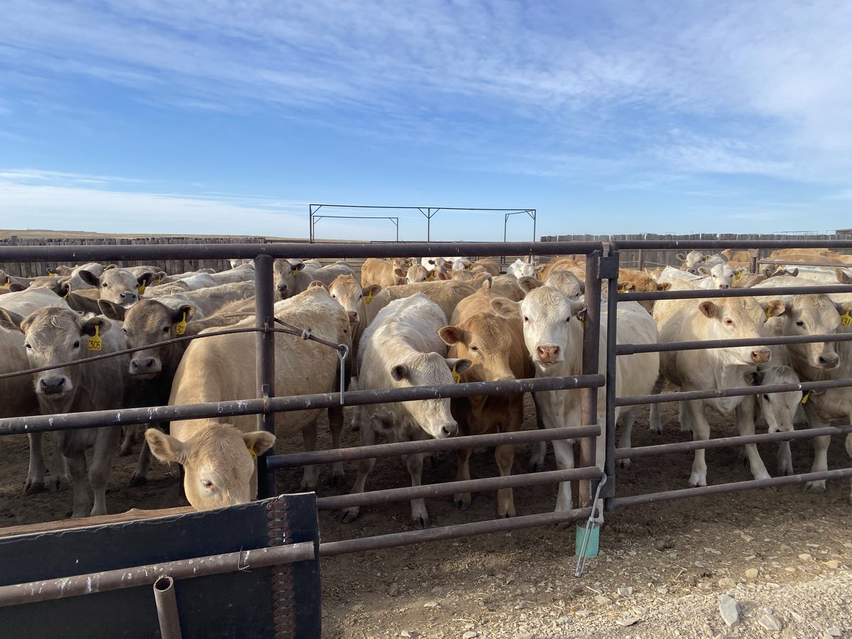 Black Swan Cattle Co. tweet media