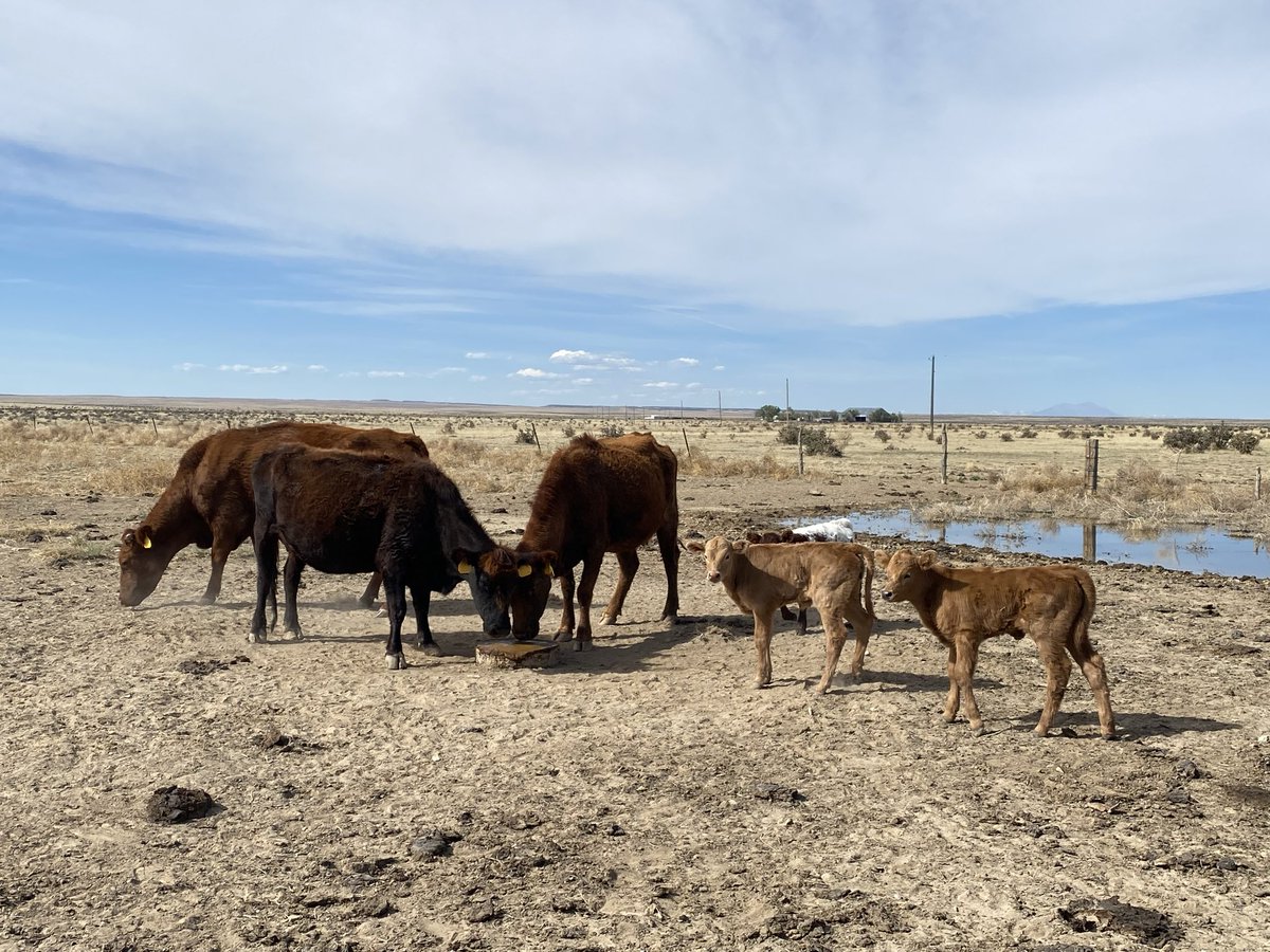 Black Swan Cattle Co. tweet media