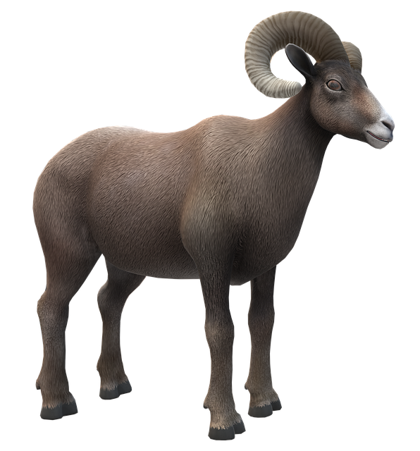 Ola Ryan tweet media