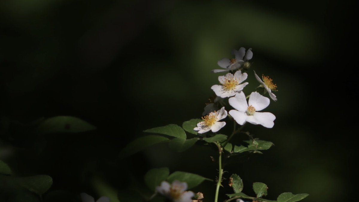 🧨 Ferndale Int’l Observatory tweet media