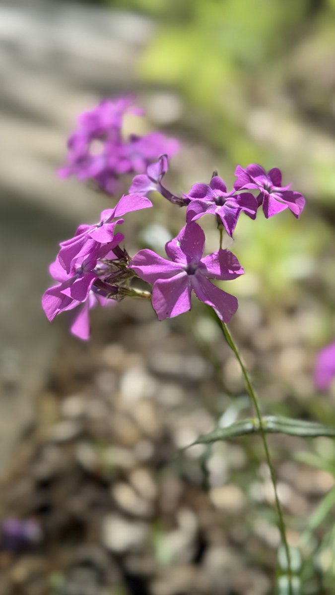 🧨 Ferndale Int’l Observatory tweet media