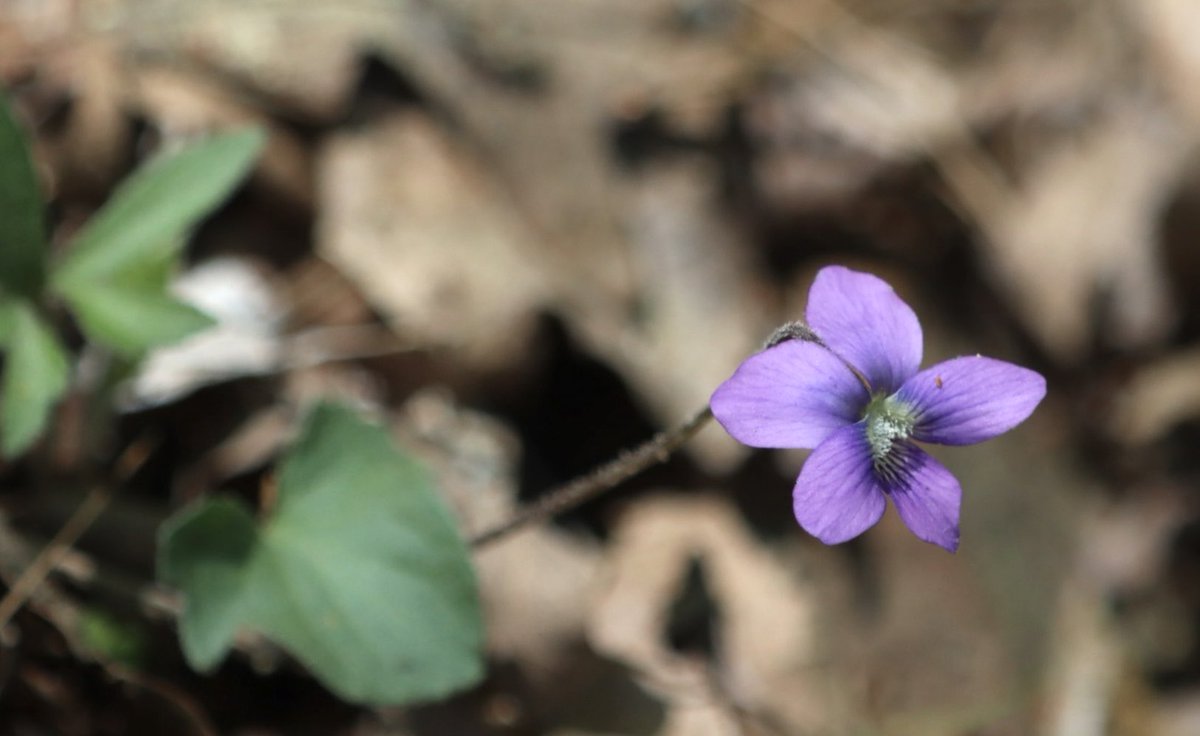 🧨 Ferndale Int’l Observatory tweet media