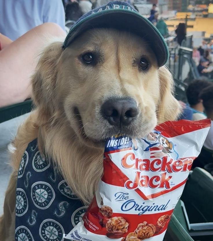 theDogLovers tweet media