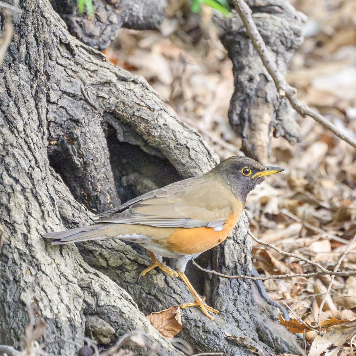 yacchi69420619's tweet image. アカハラが出てきてくれましたー
この子はお山に帰るのでしょうか？それとも居ついている子なのかな？

今日は、凄く風の強い大雨そうですね。桜完全に散ってしまうかも。。。
明日は、撮影行きたいぞー
#野鳥撮影 #野鳥観察 #写真好きな人と繋がりたい #Z8 #Z863