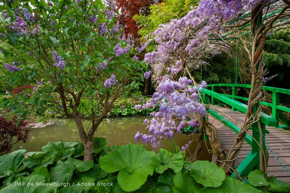 ExploreFranceJP's tweet photo. 🇫🇷春のフランスを彩る、藤の花🌸💜

古い街並み���寄り添うように咲く藤の花。
風に揺れるたび、景色がふっとやわらぎます。

ふと足を止めて見上げたくなる、そんな春のひとコマです☺

#ExploreFrance https://t.co/XjiAjPKl8C