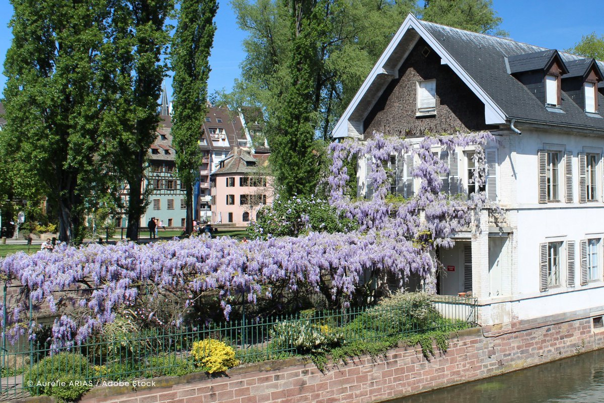 ExploreFranceJP's tweet photo. 🇫🇷春のフランスを彩る、藤の花🌸💜

古い街並み���寄り添うように咲く藤の花。
風に揺れるたび、景色がふっとやわらぎます。

ふと足を止めて見上げたくなる、そんな春のひとコマです☺

#ExploreFrance https://t.co/XjiAjPKl8C