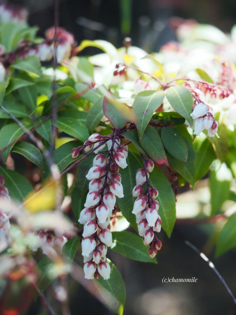 𝕔𝕙𝕒𝕞𝕠𝕞𝕚𝕝𝕖🌹🌿 tweet media