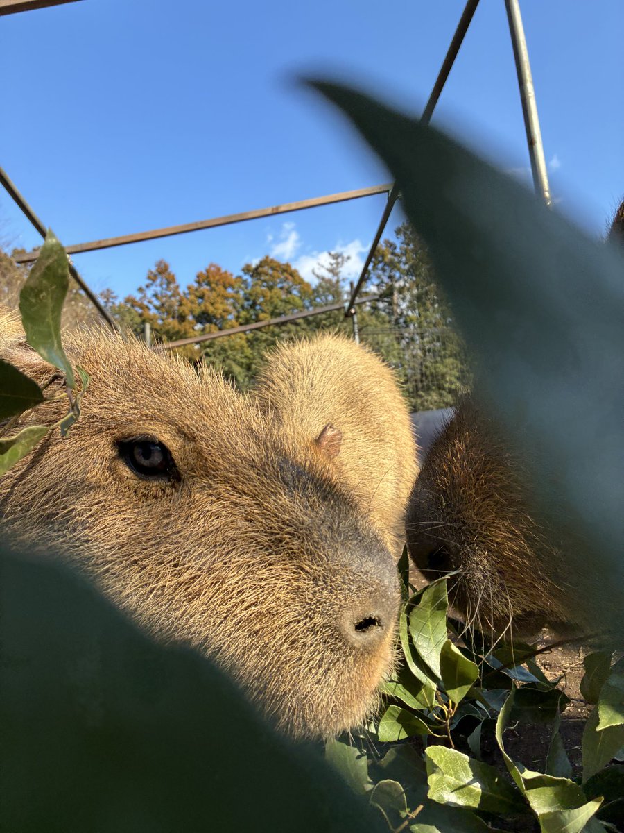 本日4月10日(金)は悪天候のため休園とさせて頂きます。

またのご来園をお待ちしております。

#ダチョウ王国