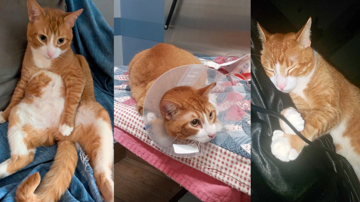 ForTheLoveAlex's tweet image. Pumpkin's Purr-sistence: Surviving 3 Close Calls! 🙀 Help prevent another life-threatening urinary blockage. Help Pumpkin here: on.ftloa.org/4c2kfHw #fortheloveofalex #saveanimals #pumpkin #Pennsylvania #cat #catoftheday #orangecat #veterinarymedicine #charity #donate #meow