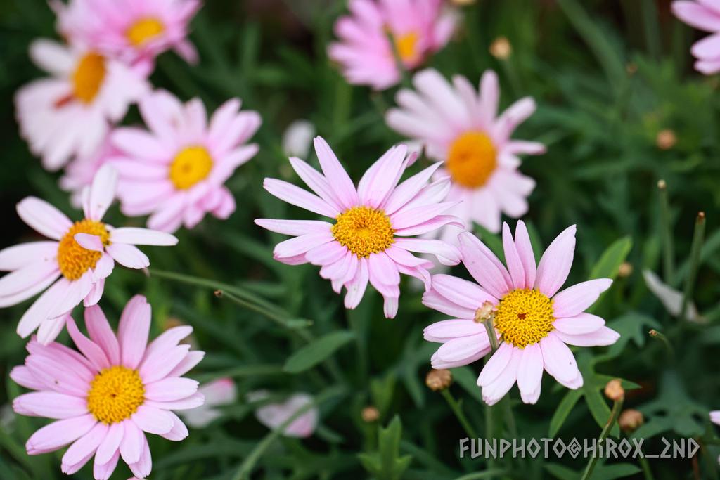 hirox_2nd's tweet image. この花は何でしょうか？
調べると「マーガレット」と出るのですが、その他にも2種類くらい名前が出て見分けもつかないのですが💦
「マーガレット」で合ってますか？

 #花の写真
#TLをお花でいっぱいにしよう 
#FunPhoto