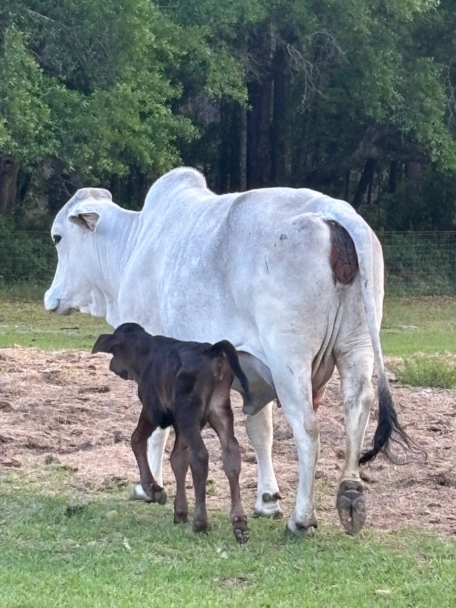 Sassafrass84 tweet media