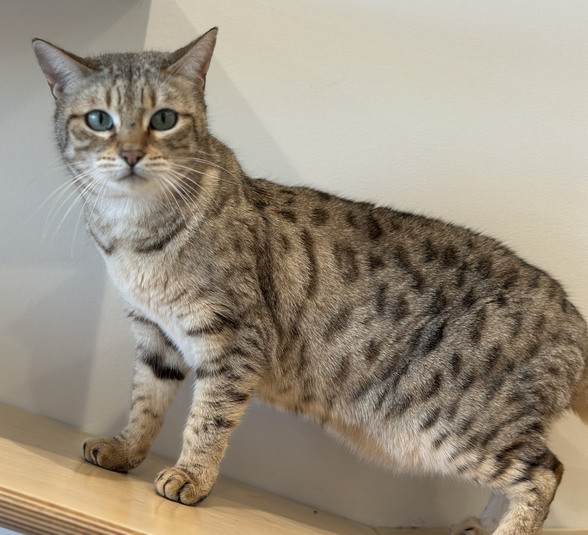 After the loss of her owner, two-year-old Essex (#BF4820) found herself in need of a fresh start. Life in overcrowded, uncertain conditions left her unprepared for the world beyond—but with time and patience in her quiet space at Bianca’s Furry Friends, she’s begun to catch her