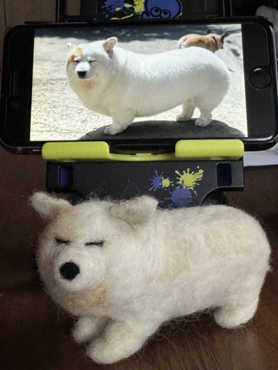 ドン (喪中) tweet media