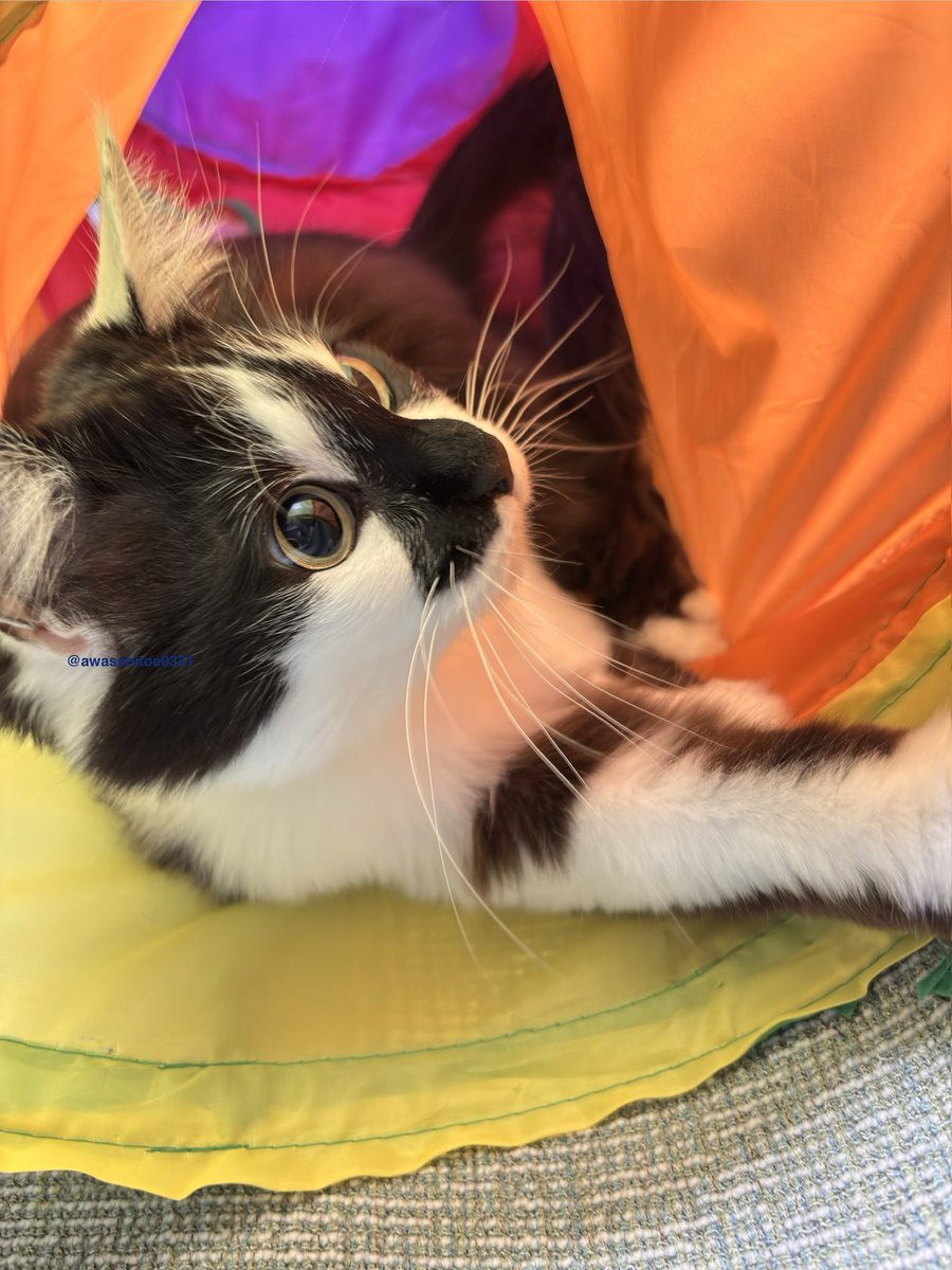 毛玉が２匹 tweet media