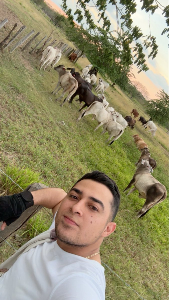 Ay mis guayabas