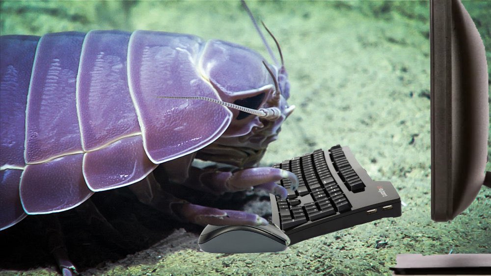 turts tweet media
