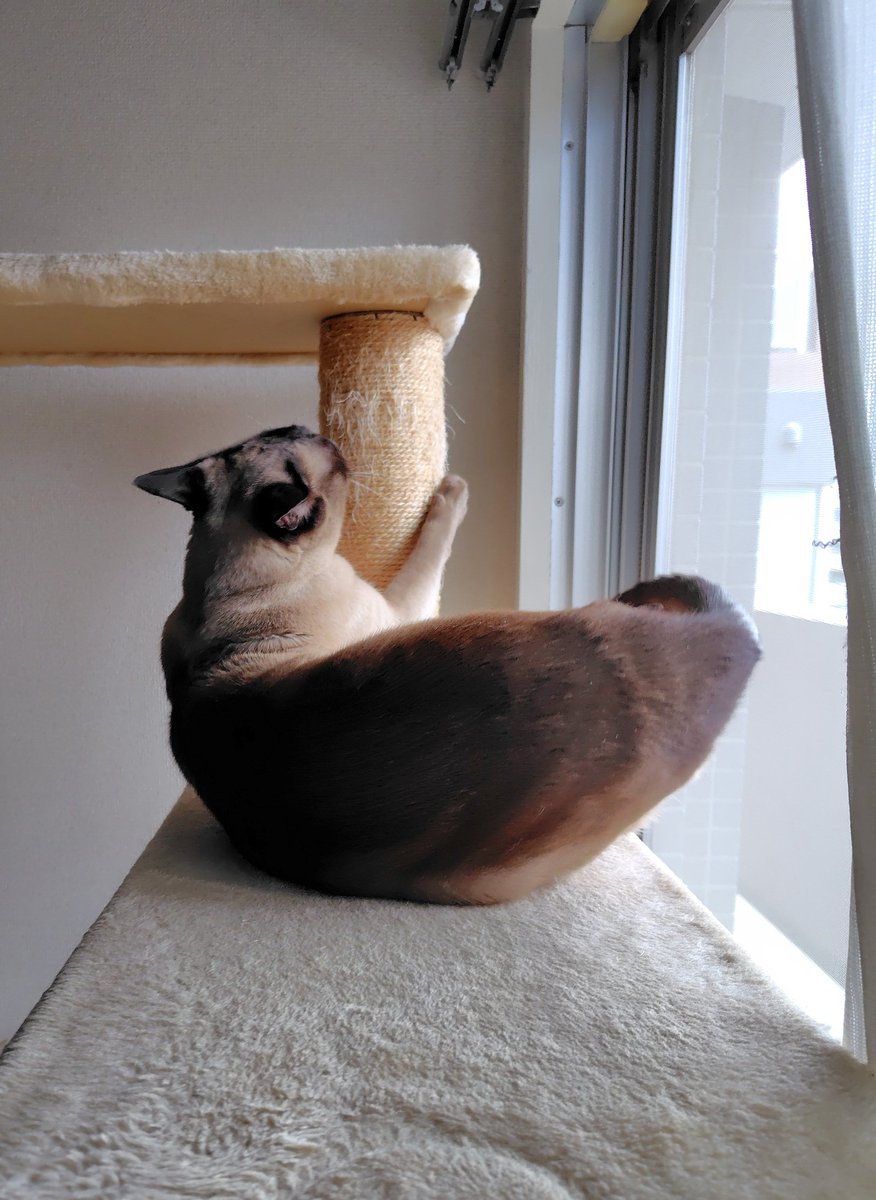 おはようございます🐾
今朝のモチモチなキスケです。