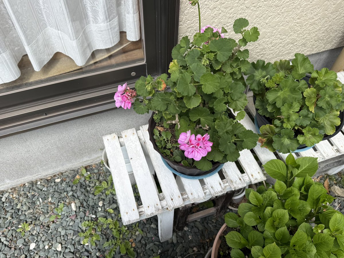 Hirolazy's tweet photo. 春の訪れ🌸 https://t.co/EVcXckoiEz