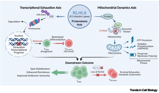 Trends Cell Biology tweet media