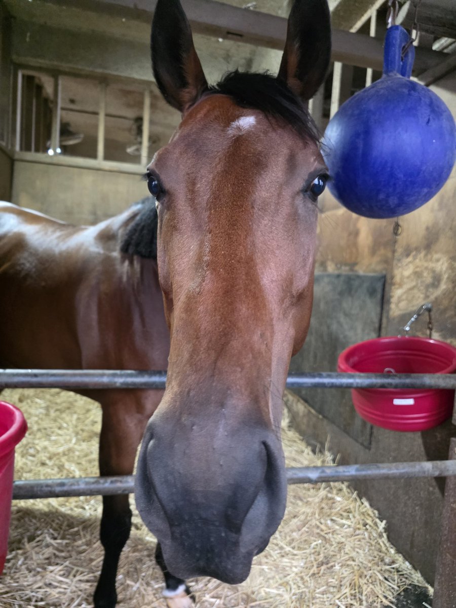 長友豊厩舎 tweet media