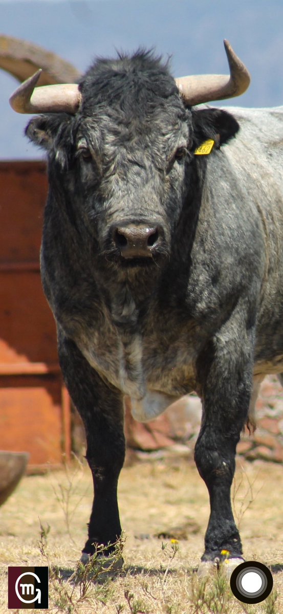 Ganadería El Batán tweet media