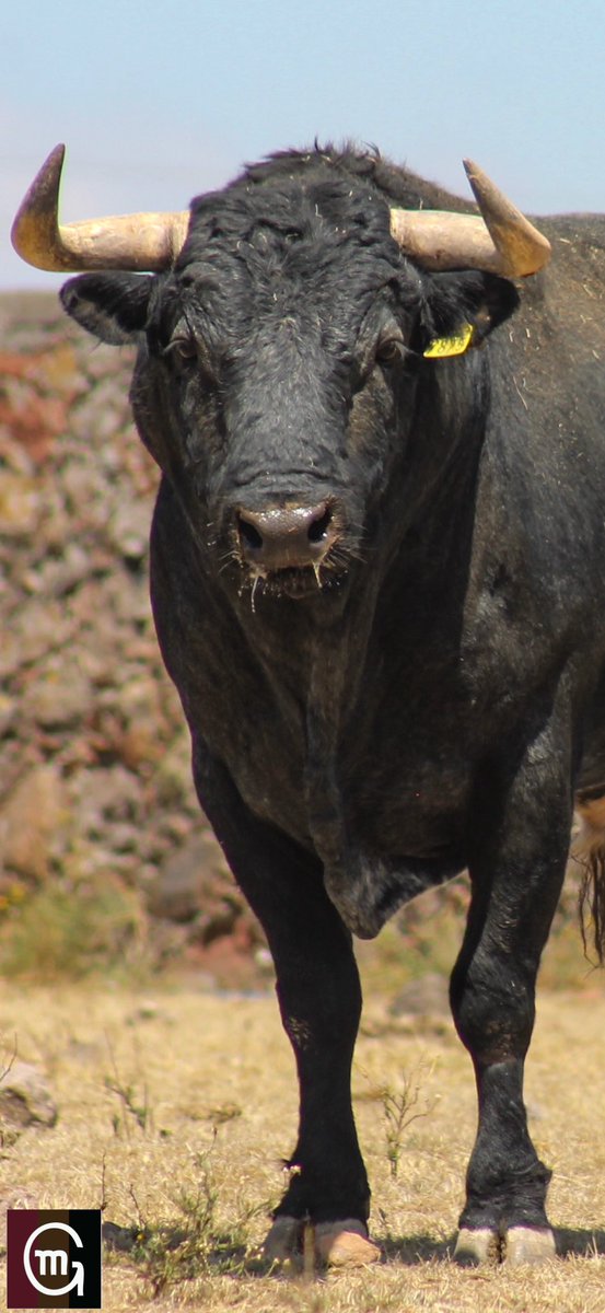 Ganadería El Batán tweet media