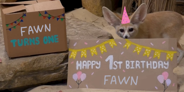 fennec🏳️‍⚧️ tweet media